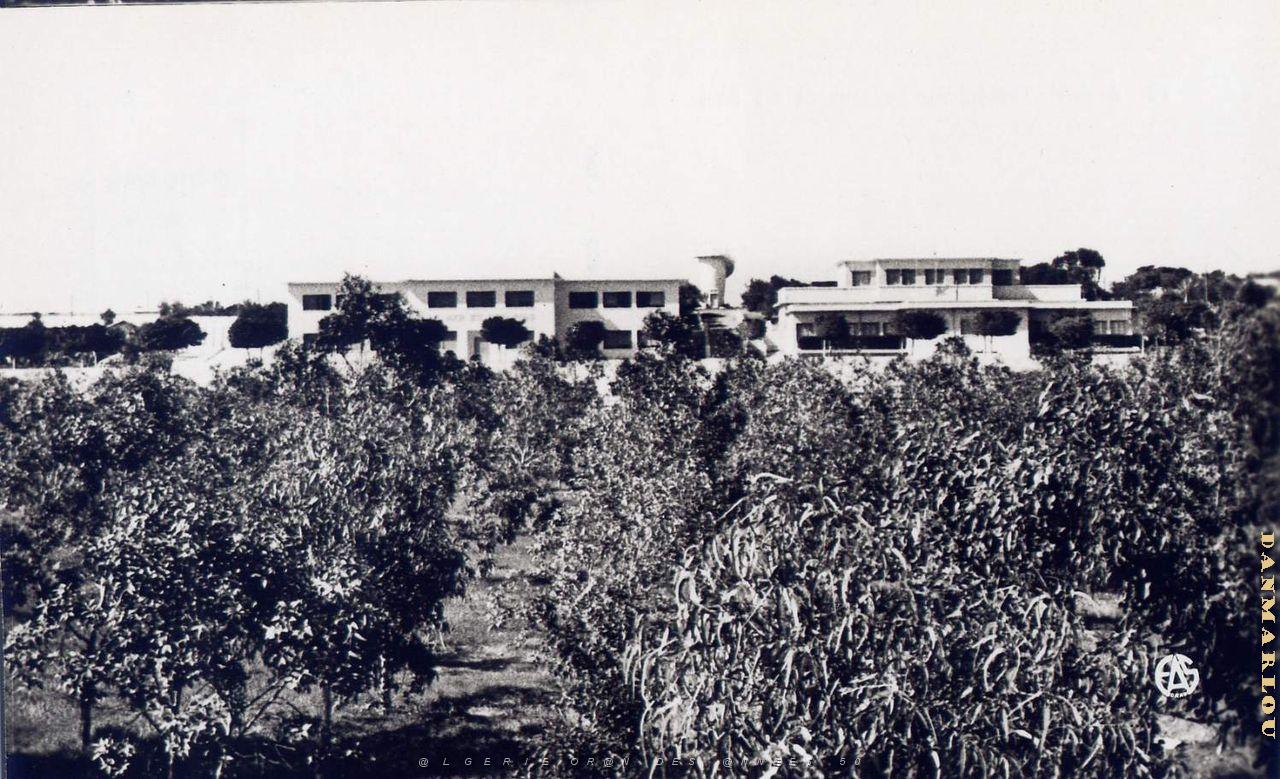 Ain el turck 506- La mer et les pins COLLECTION DES AMIS DE ND DE SANTA CRUZ.jpg